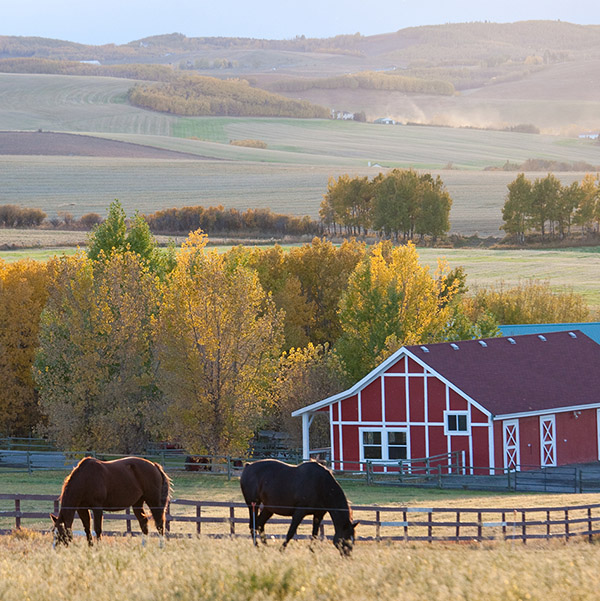 Red Barn and Horses on the Prairie